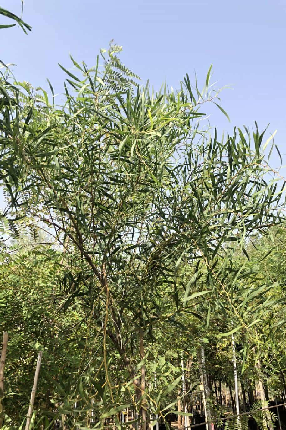 Golden Wreath Wattle