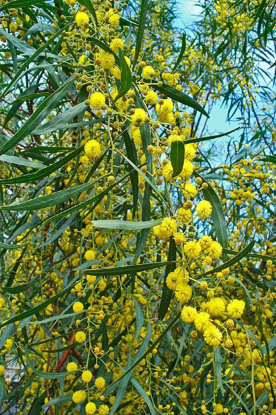 Golden Wreath Wattle
