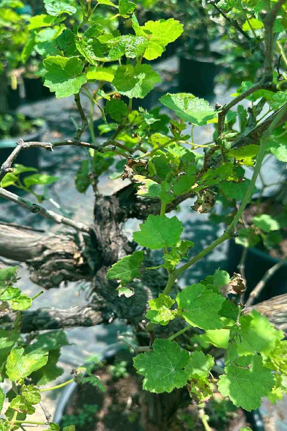 Grape Vine Branched - Vitis - image 2