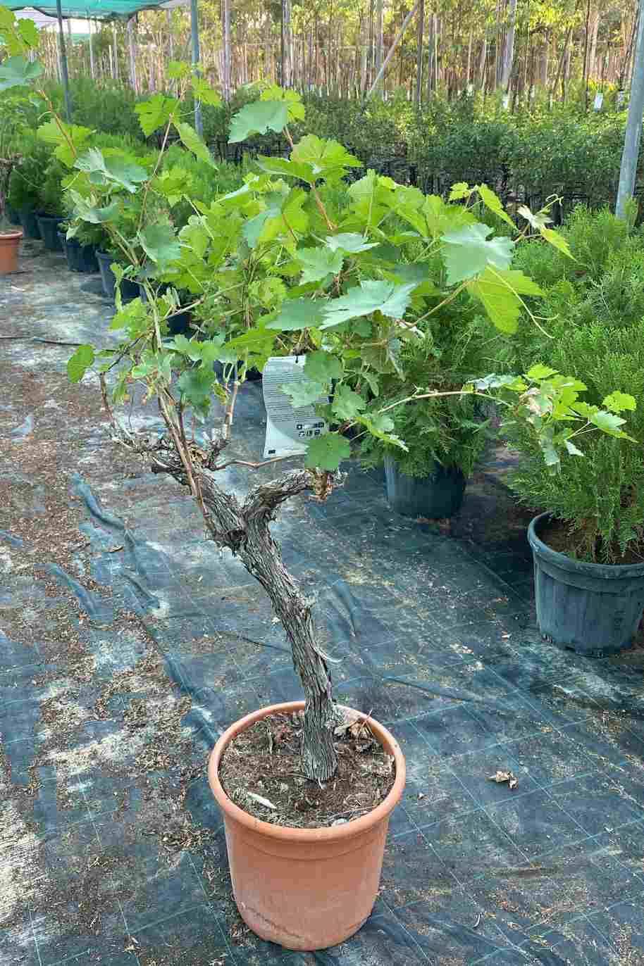 Grape Vine Branched