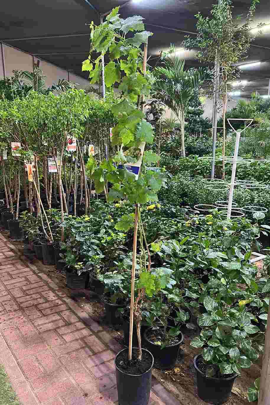 Vitis