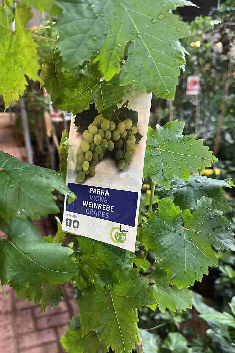 Grape Vine Green