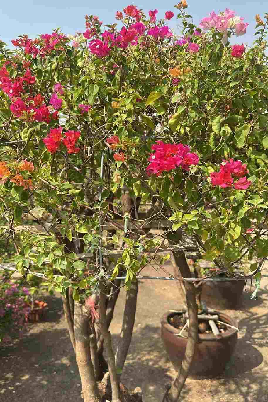 Great Bougainvillea 2Mtr