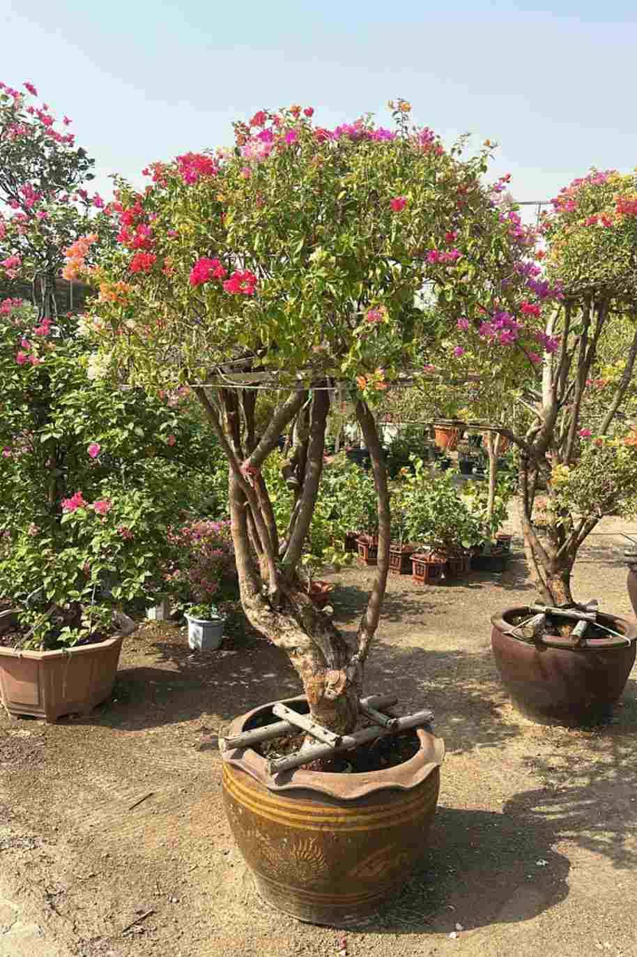 Great Bougainvillea 2Mtr