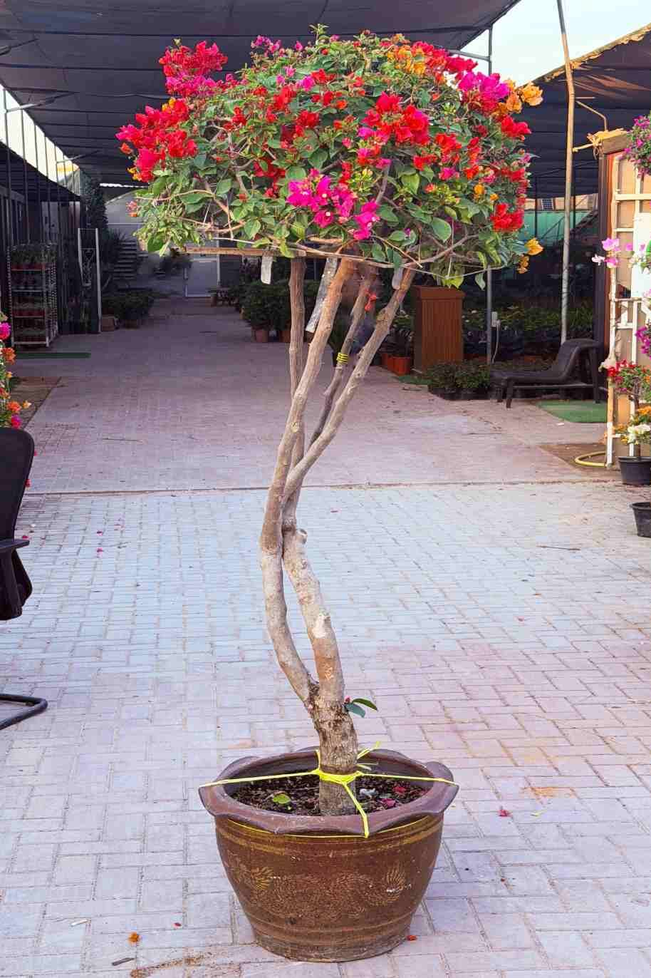 Great Bougainvillea 2Mtr