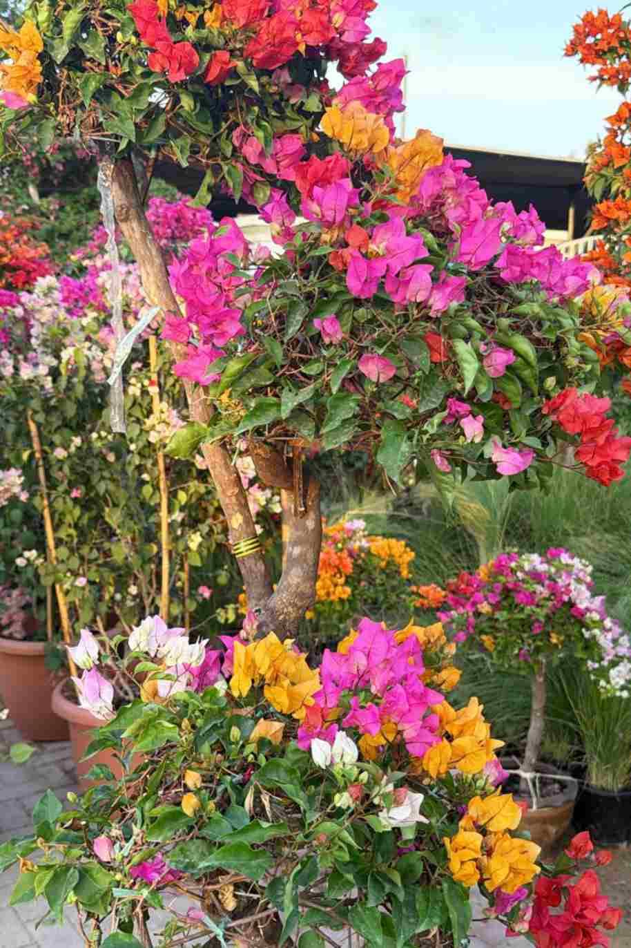 Great Bougainvillea 3 Head - Bougainvillea - image 2