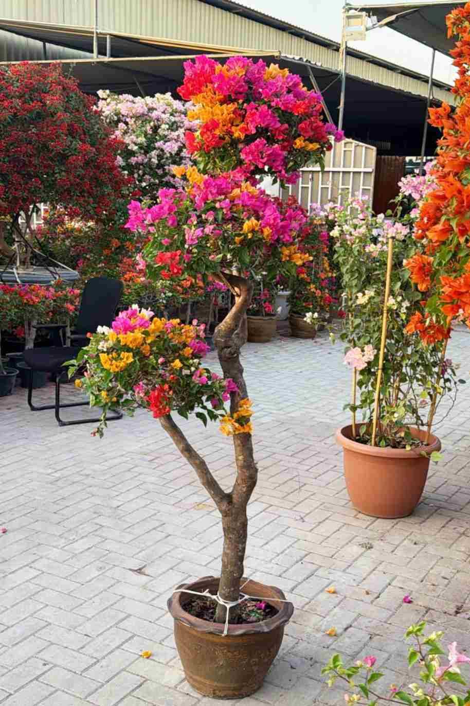 Great Bougainvillea 3 Head - Bougainvillea