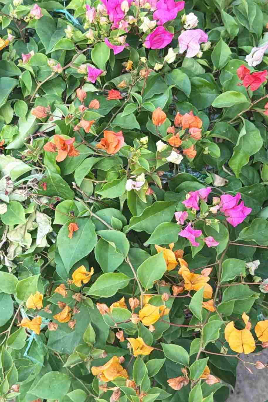 Bougainvillea Spectabilis Soft Pink