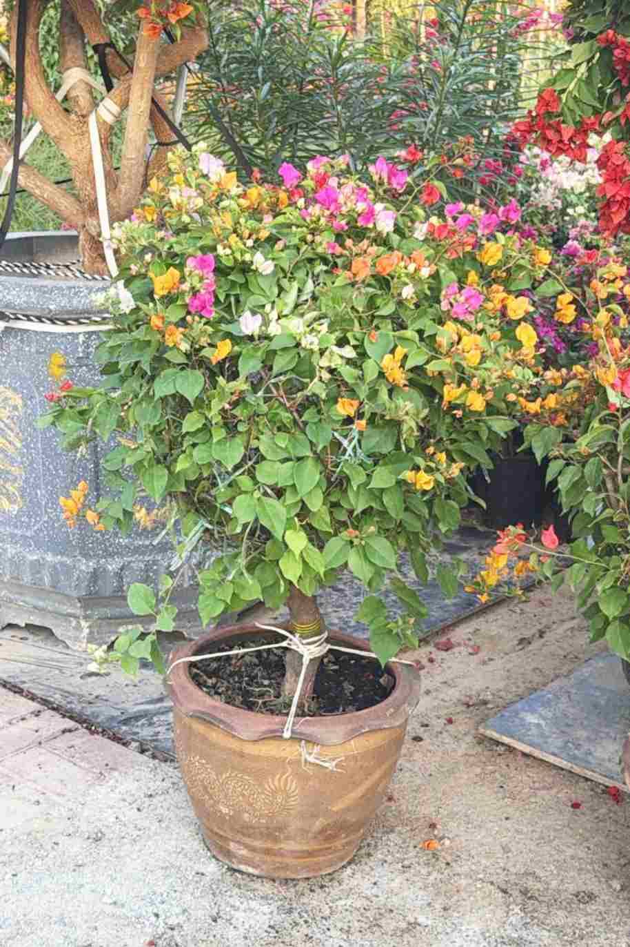 Great Bougainvillea Single Head