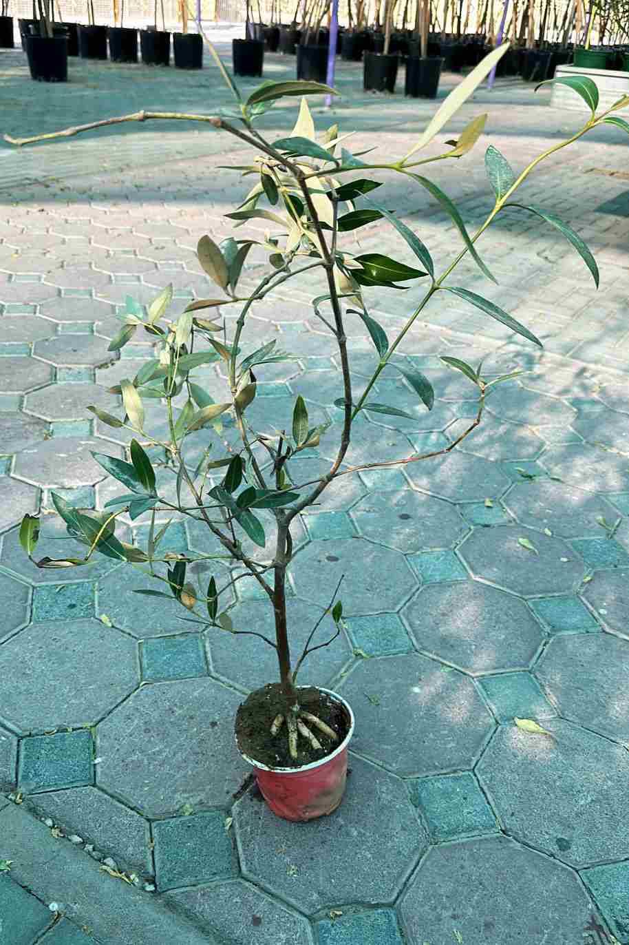Grey Mangrove Plant