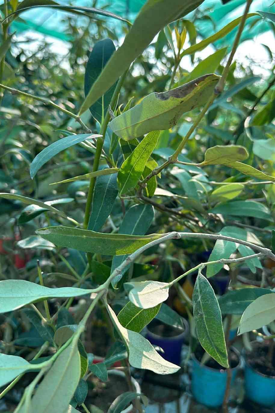 Grey Mangrove Plant