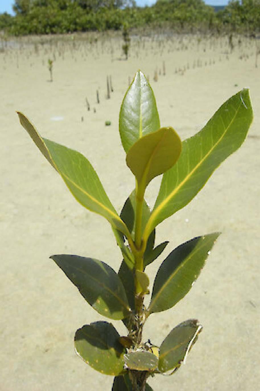 Grey Mangrove Plant