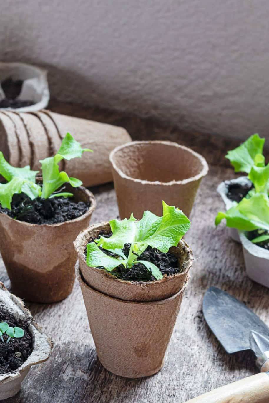 Mini Boxed Plant Grow Kit