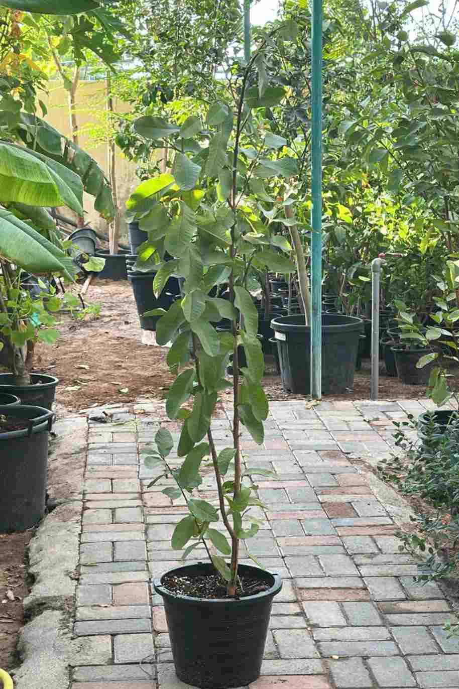 Guava