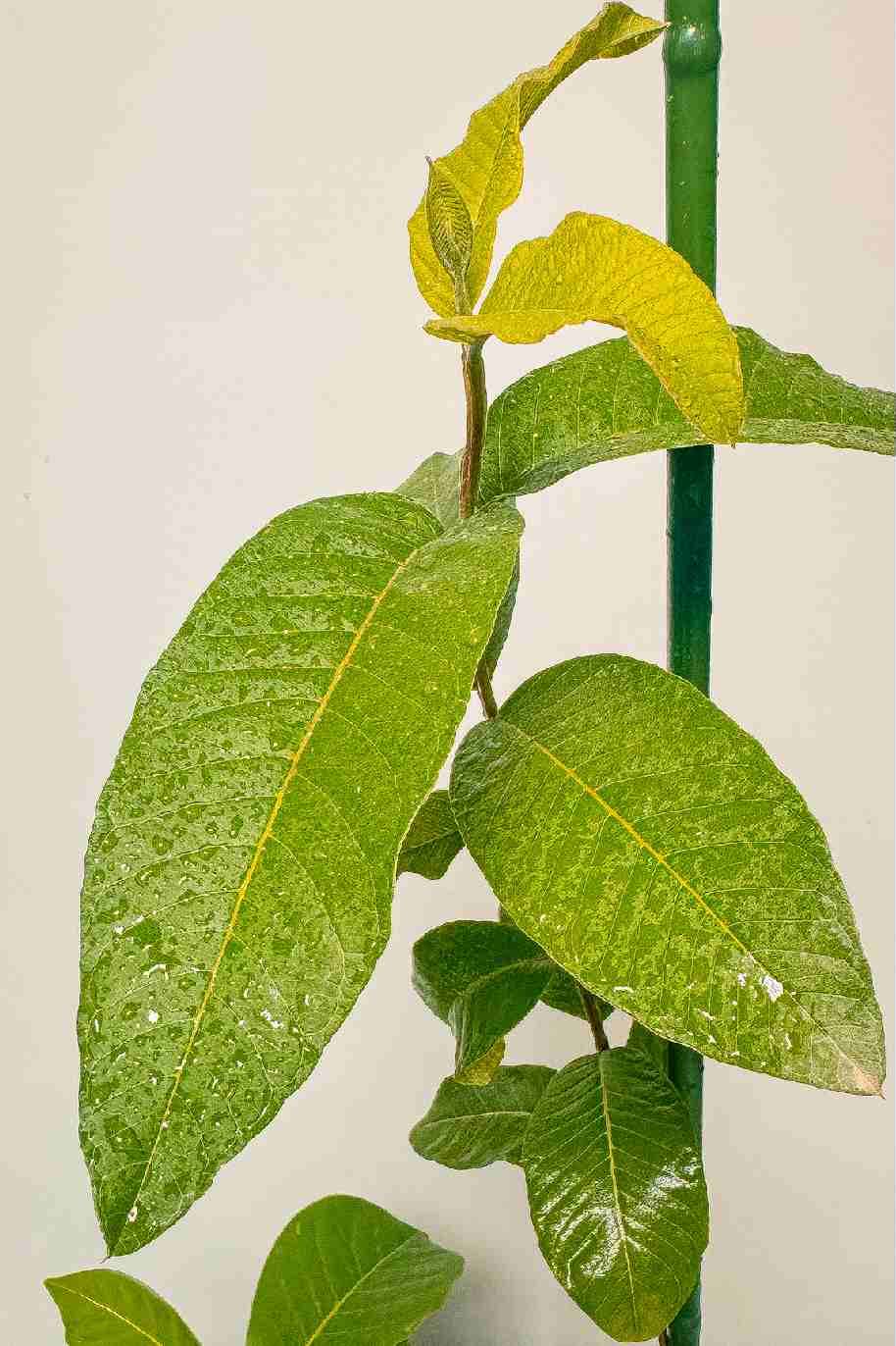 Guava Small