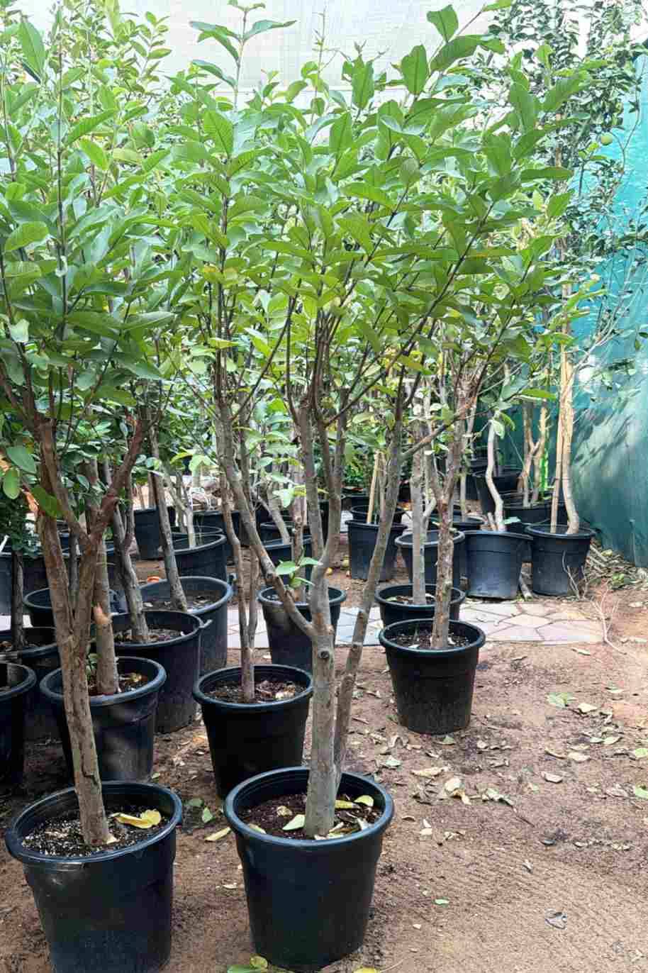 Guava Tree