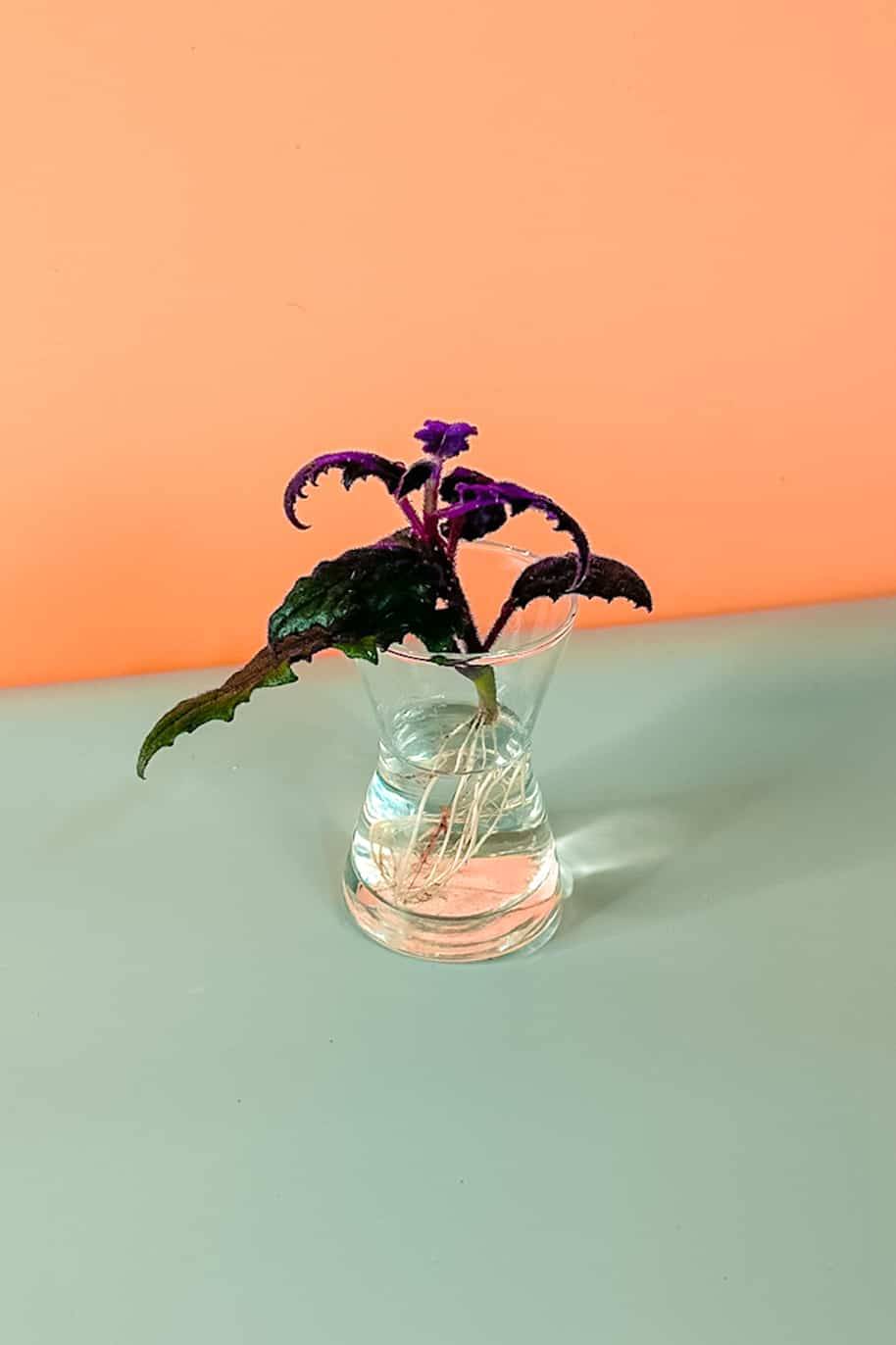 Gynura Cuttings