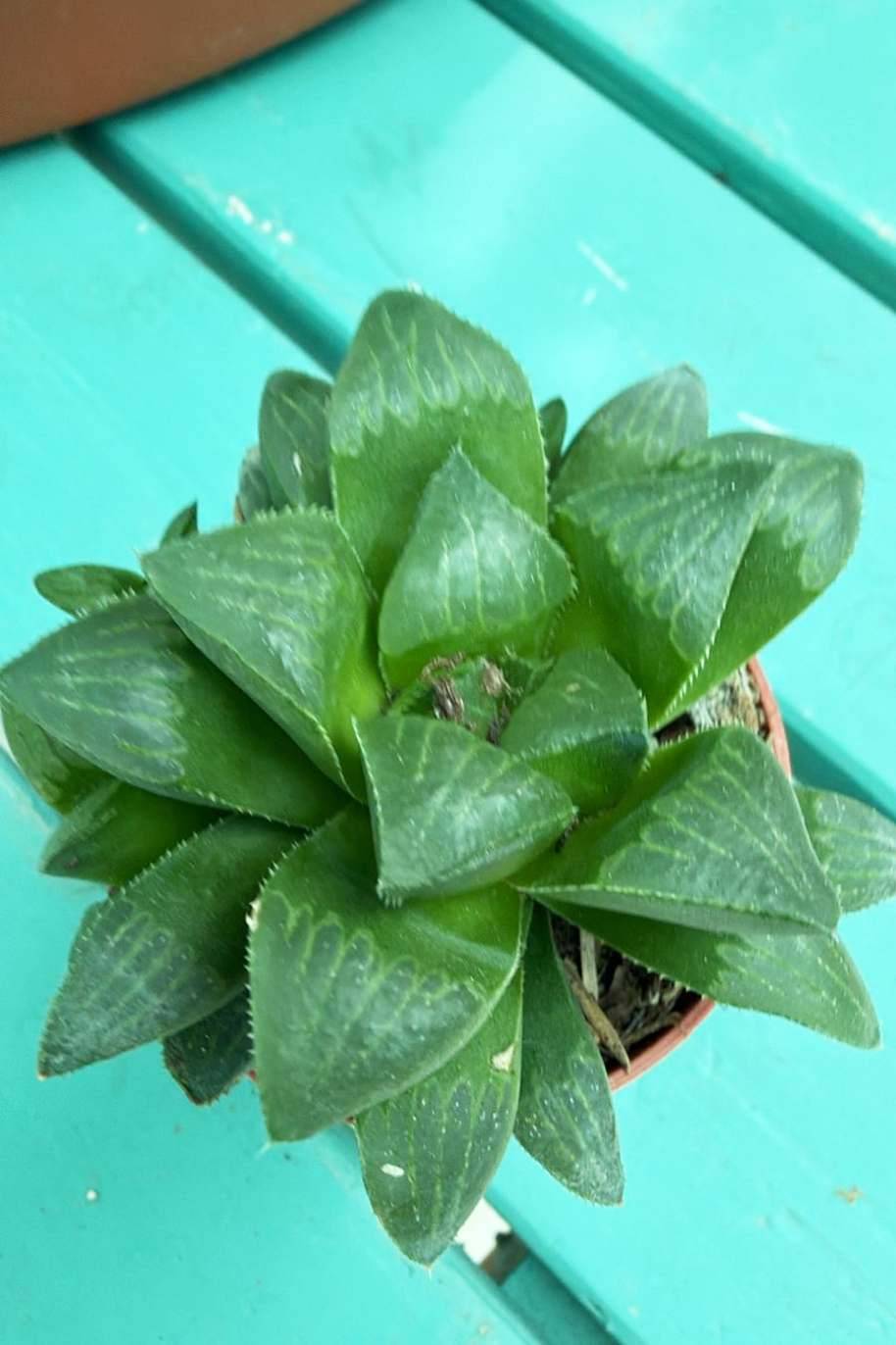 Haworthia retusa - Star Cactus