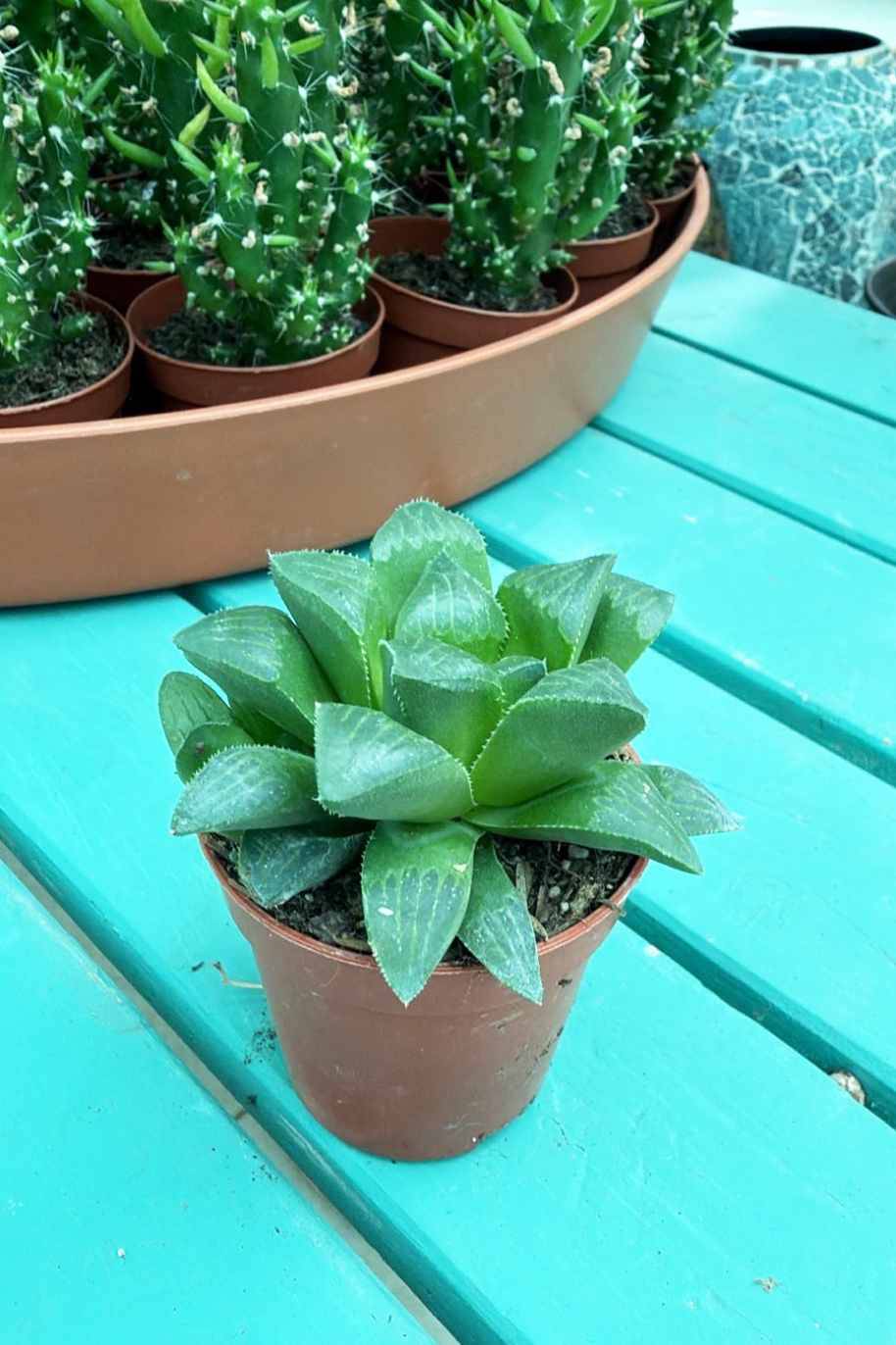 Haworthia Retusa