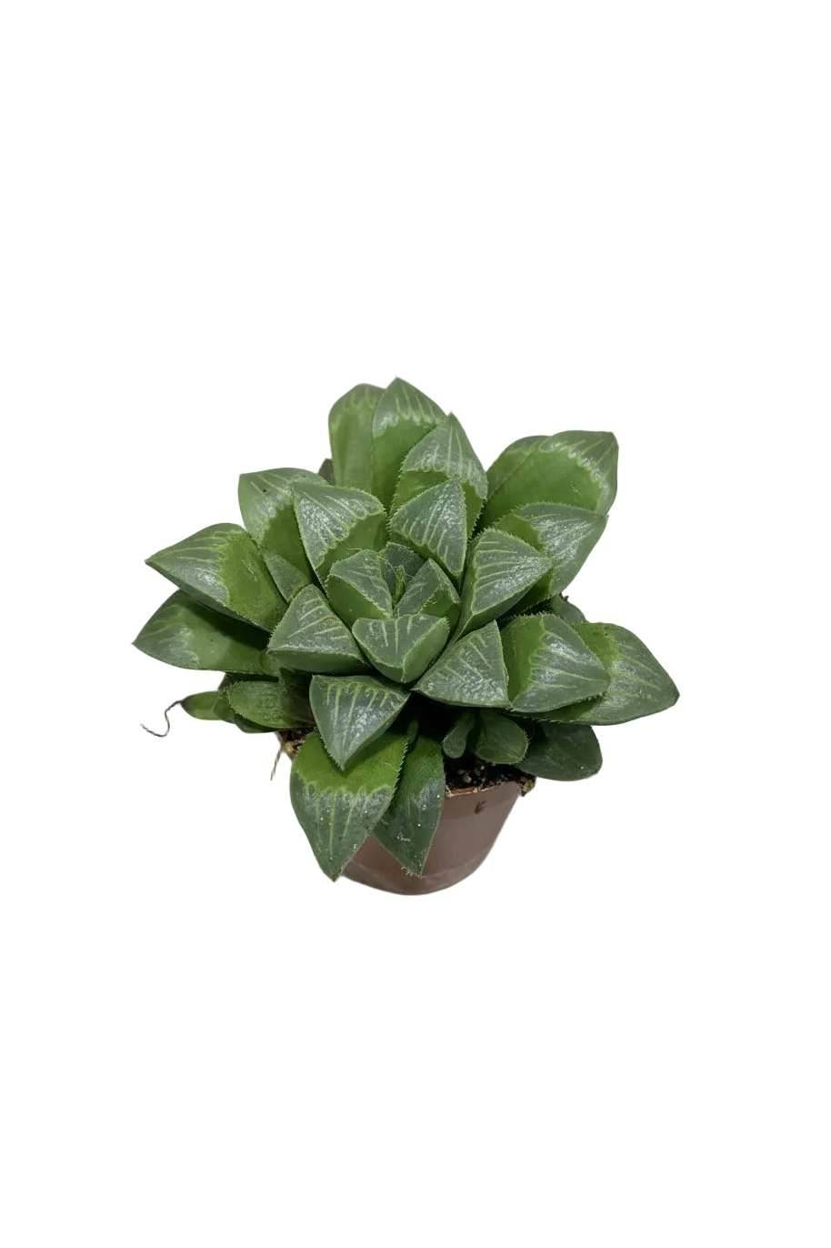Haworthia Retusa