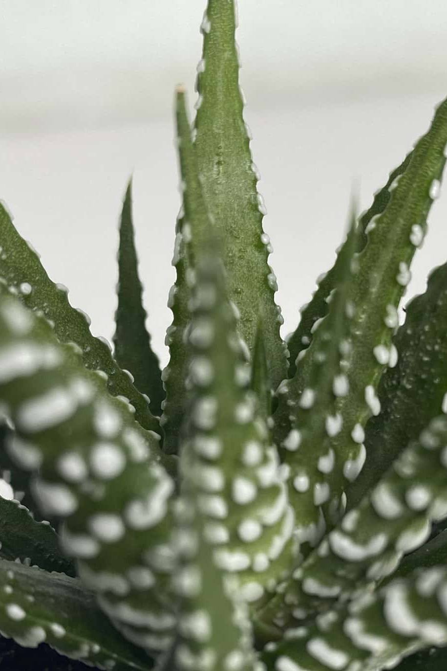 Haworthia Wide Zebra Mini