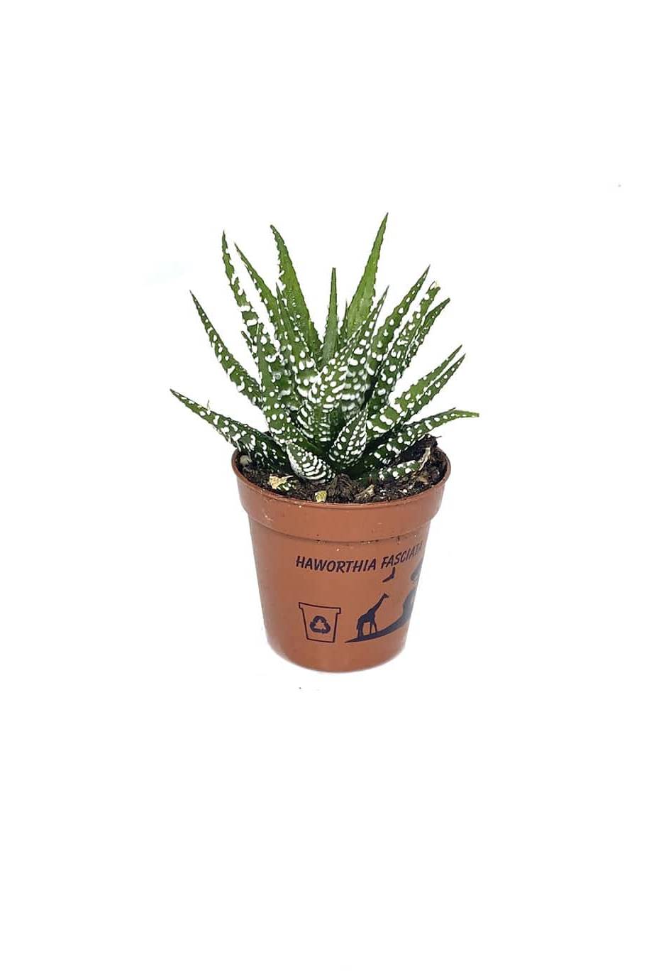 Haworthia Wide Zebra Mini