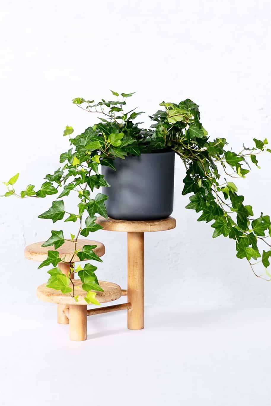 Hedera Helix Green