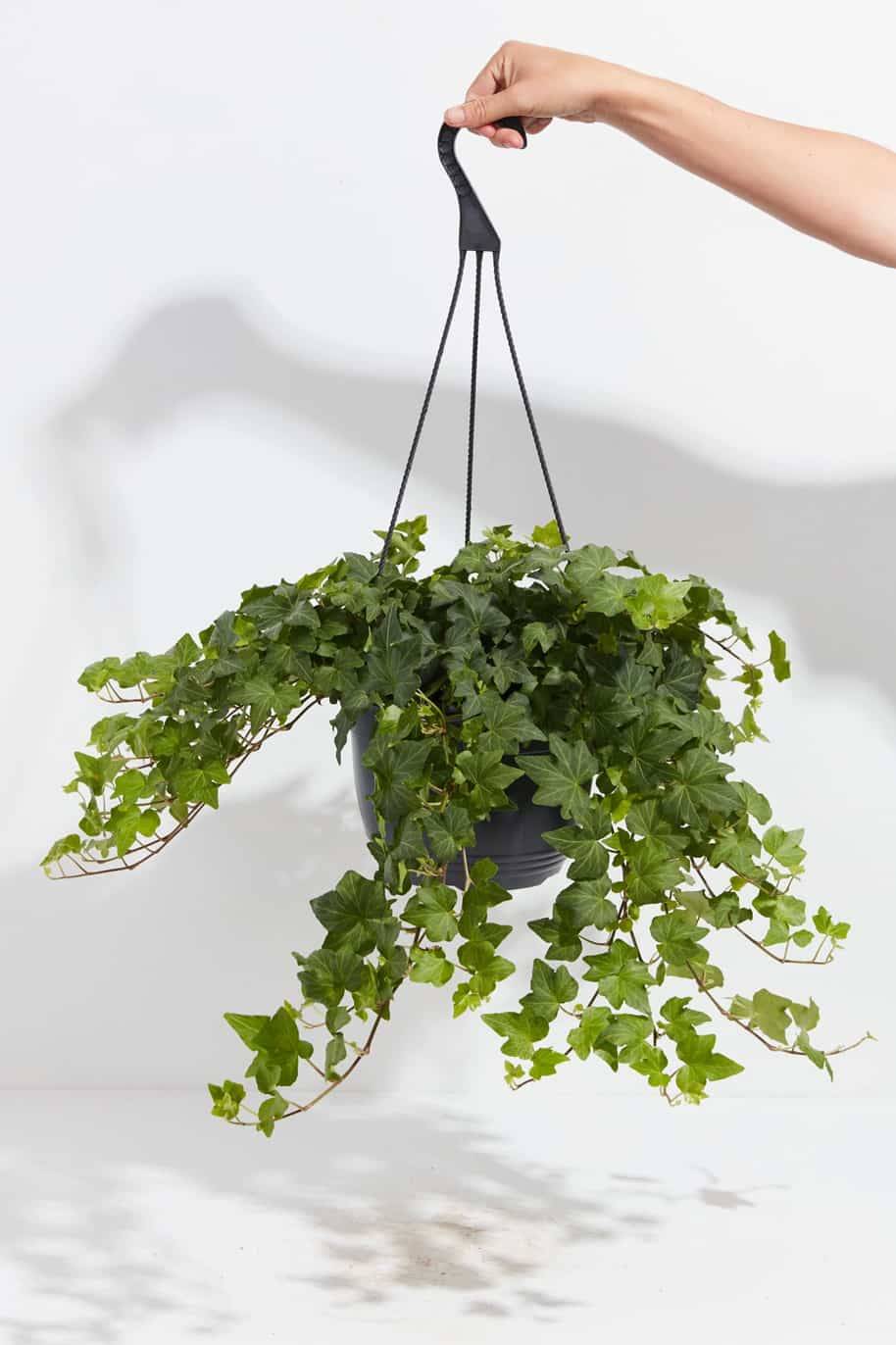 Hedera Helix Green Hanging