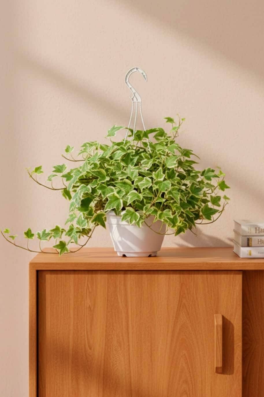Hedera Helix Variegated Hanging China