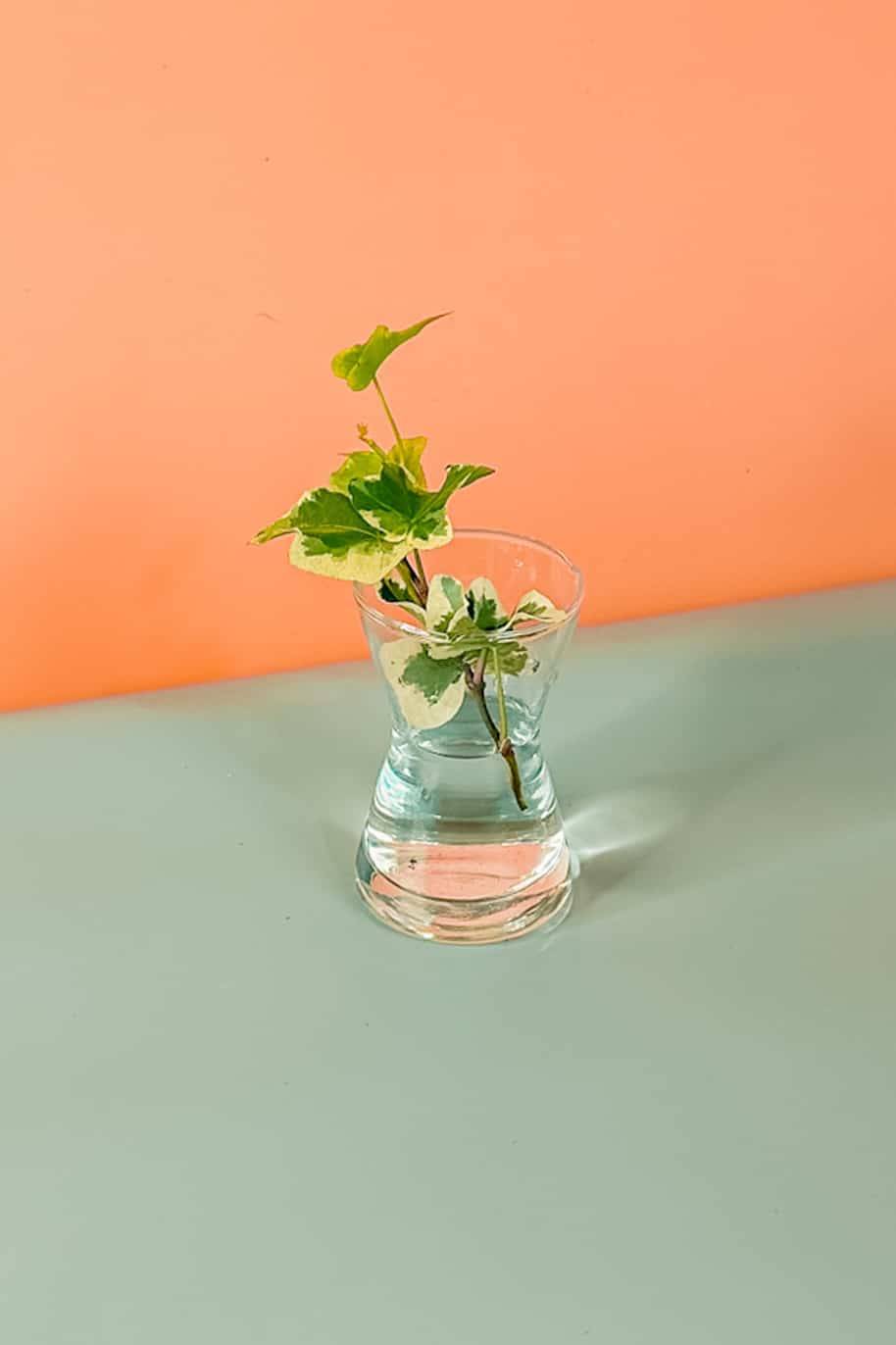Hedera Helix Cuttings