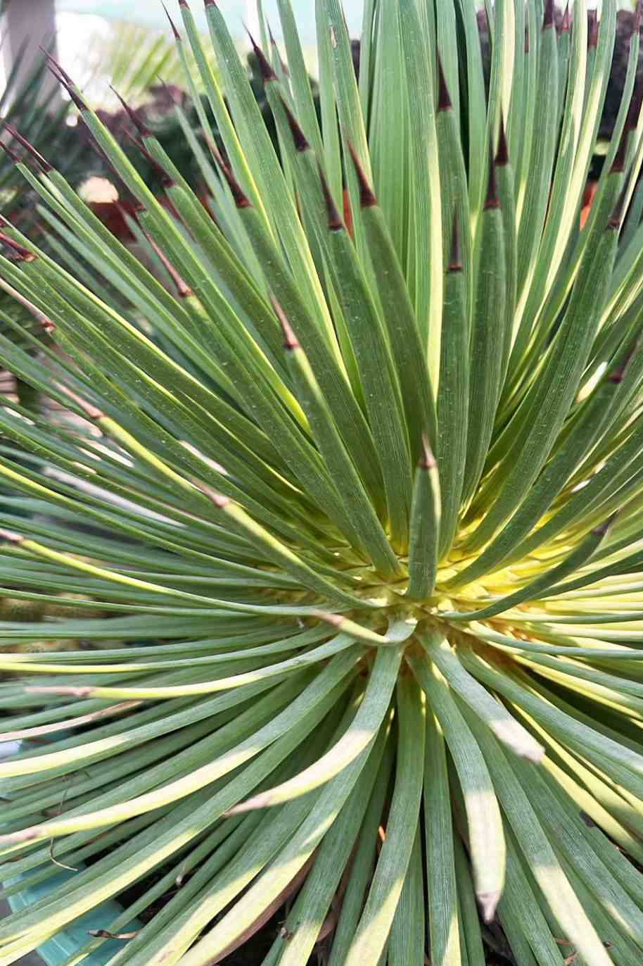 Agave Stricta