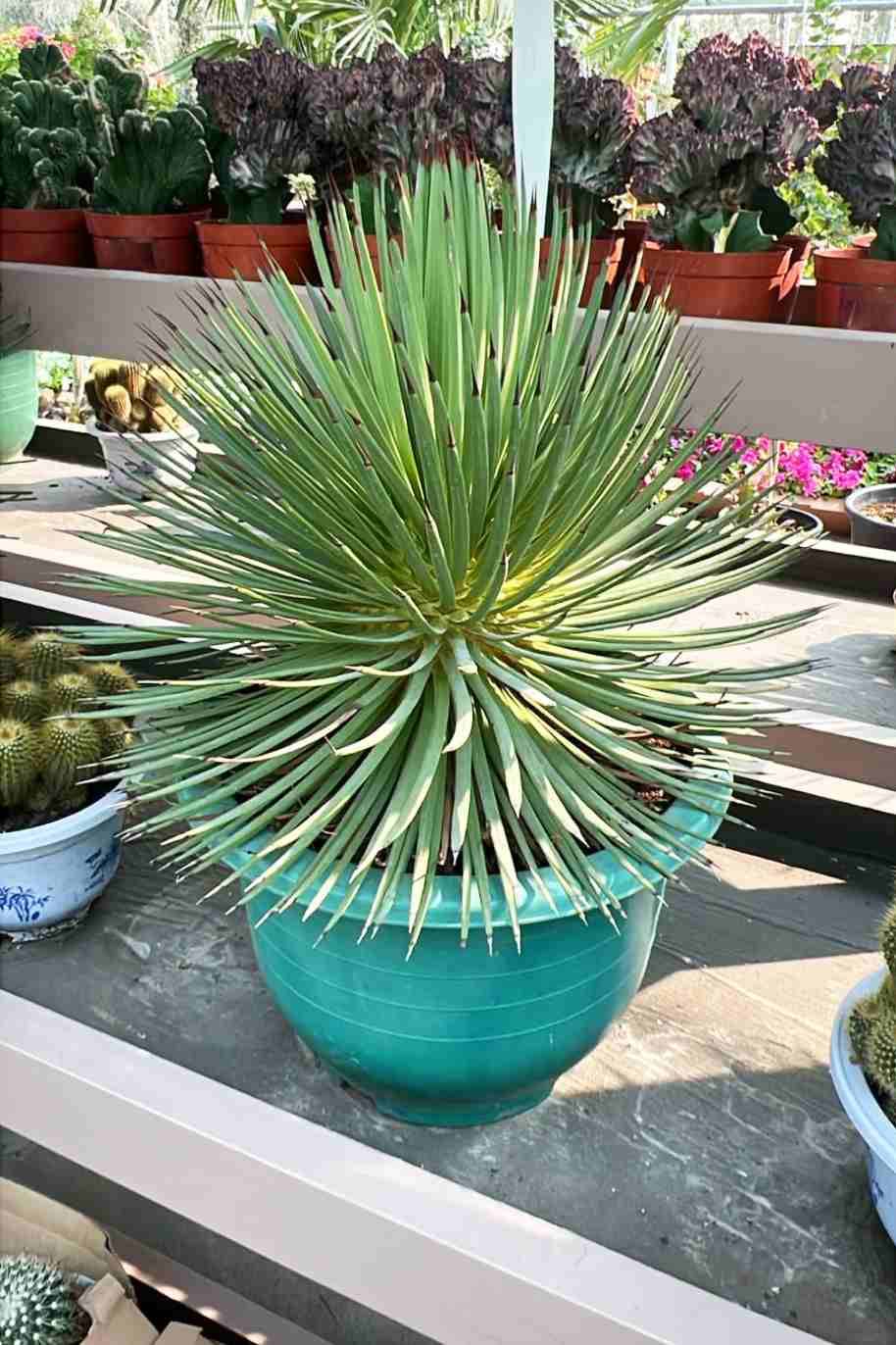 Hedgehog Agave