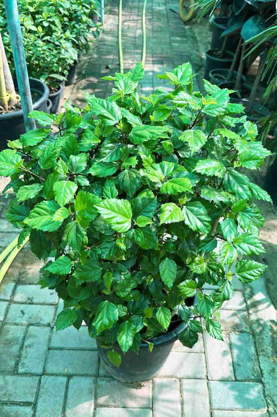 Hibiscus Bushy