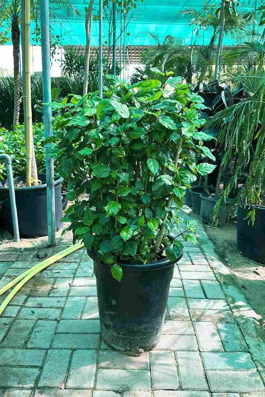 Hibiscus Rosa-Sinensis