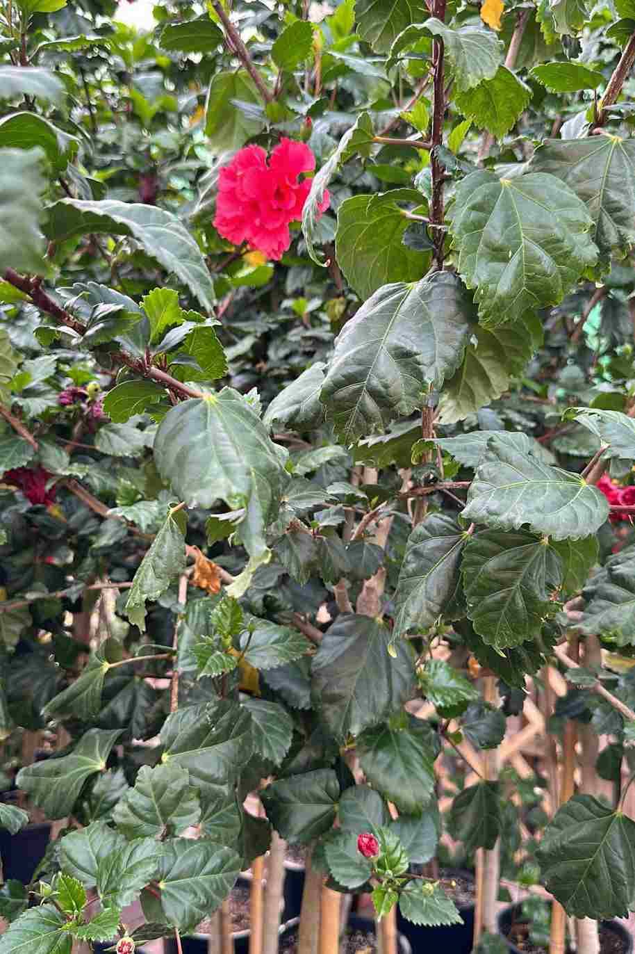 Hibiscus Double Flower Tall