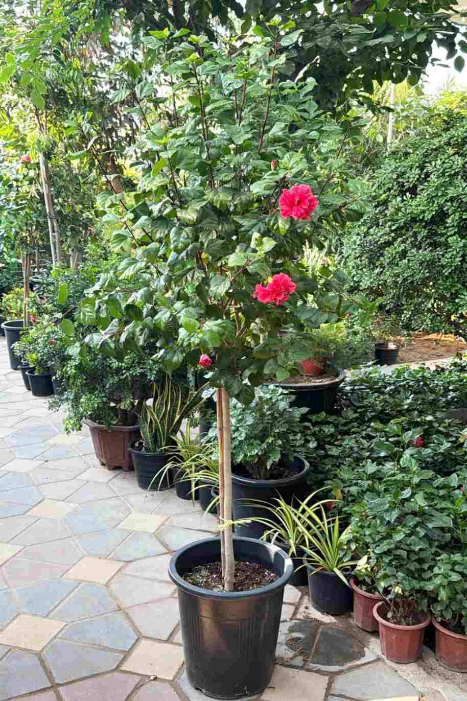 Hibiscus Double Flower Tall