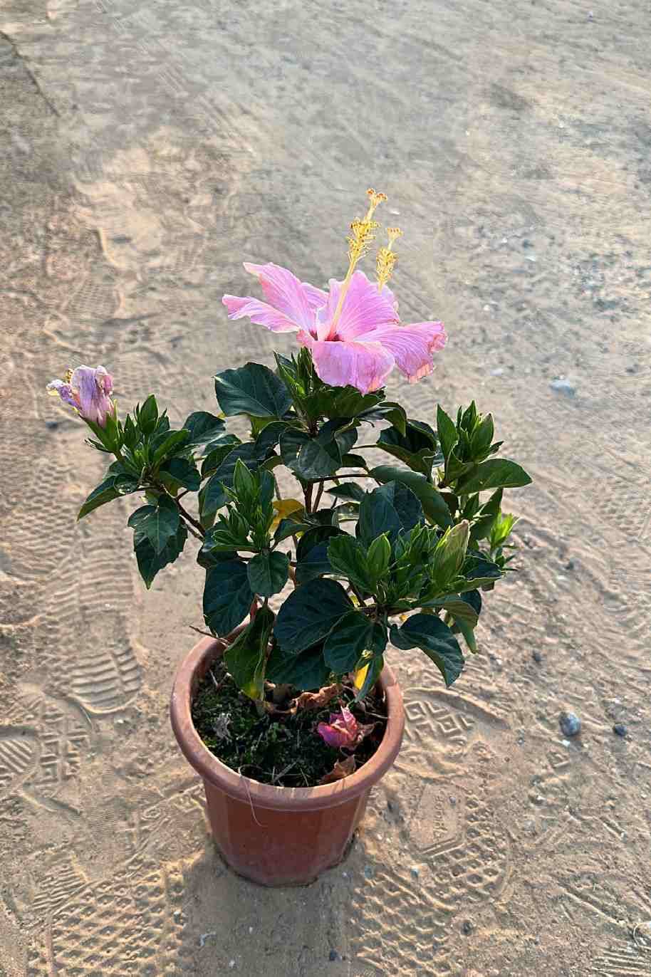 Hibiscus Pink