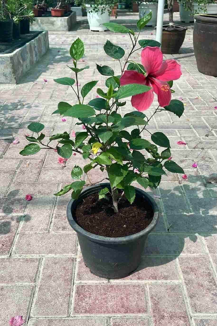 Hibiscus Red