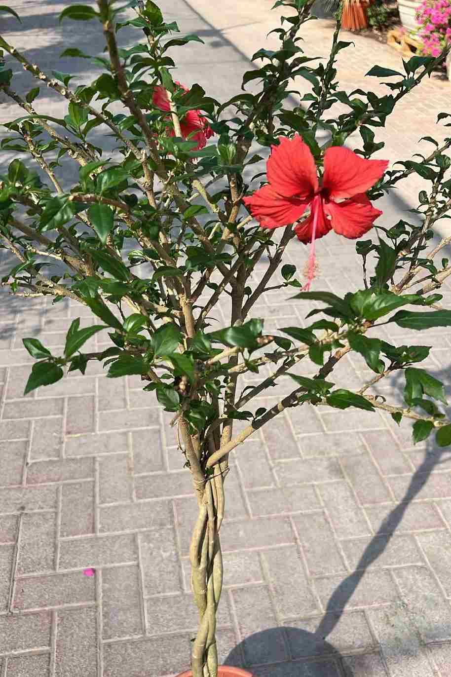 Hibiscus Twisted Red Tall