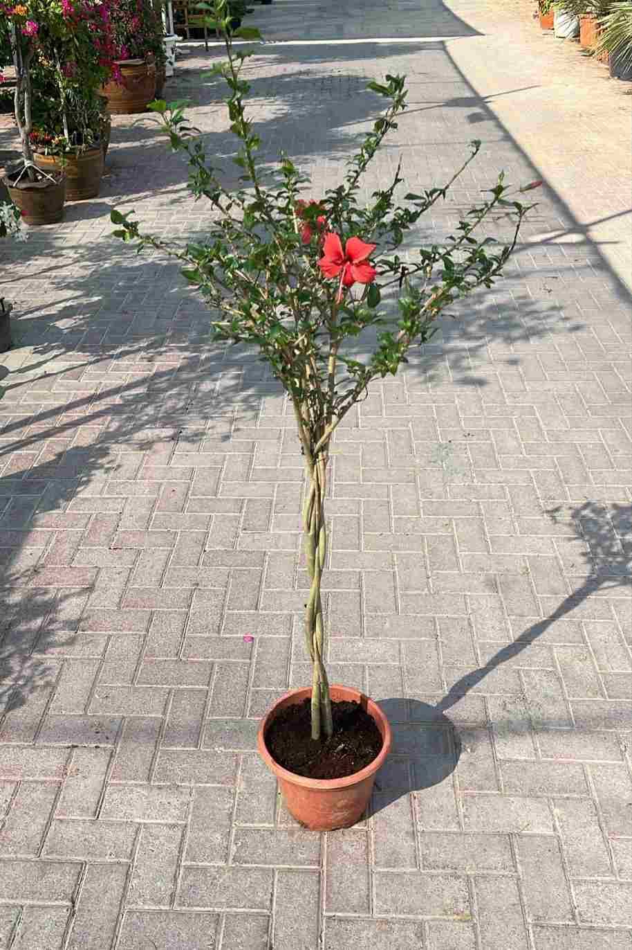 Hibiscus Rosa-Sinensis