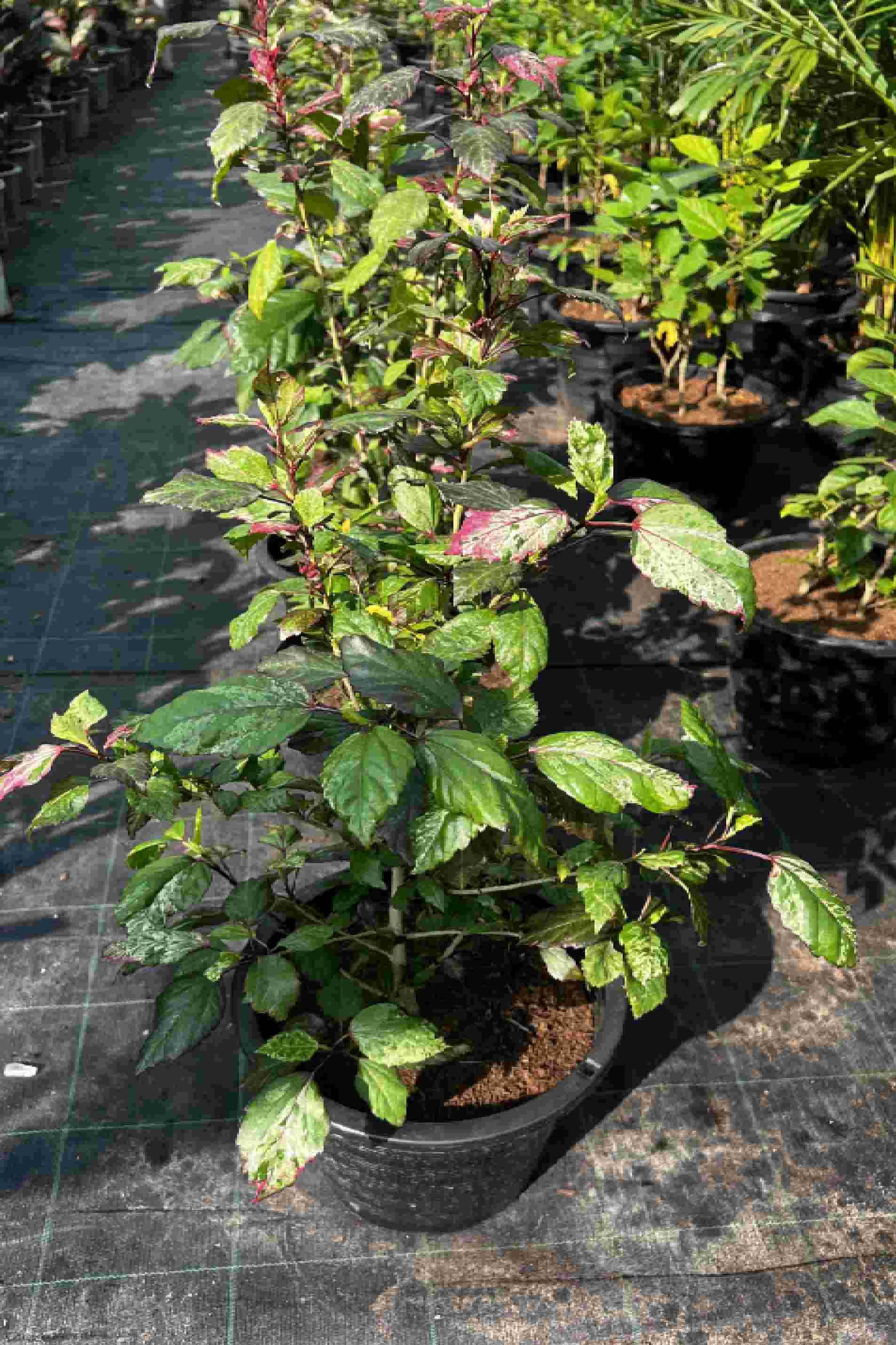 Hibiscus Variegated - Hibiscus - image 2