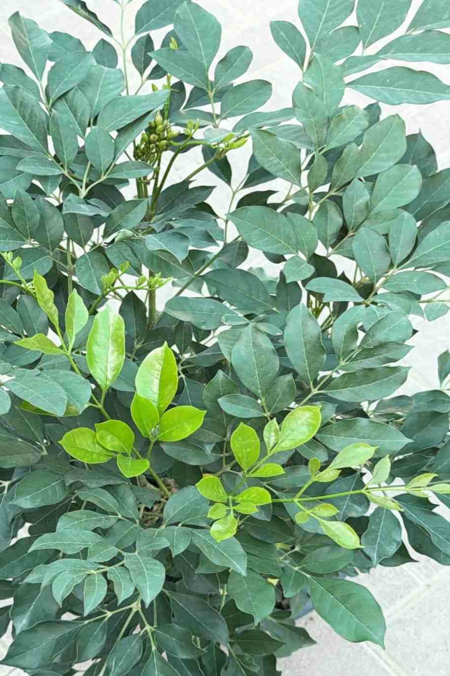 Griffith Ash