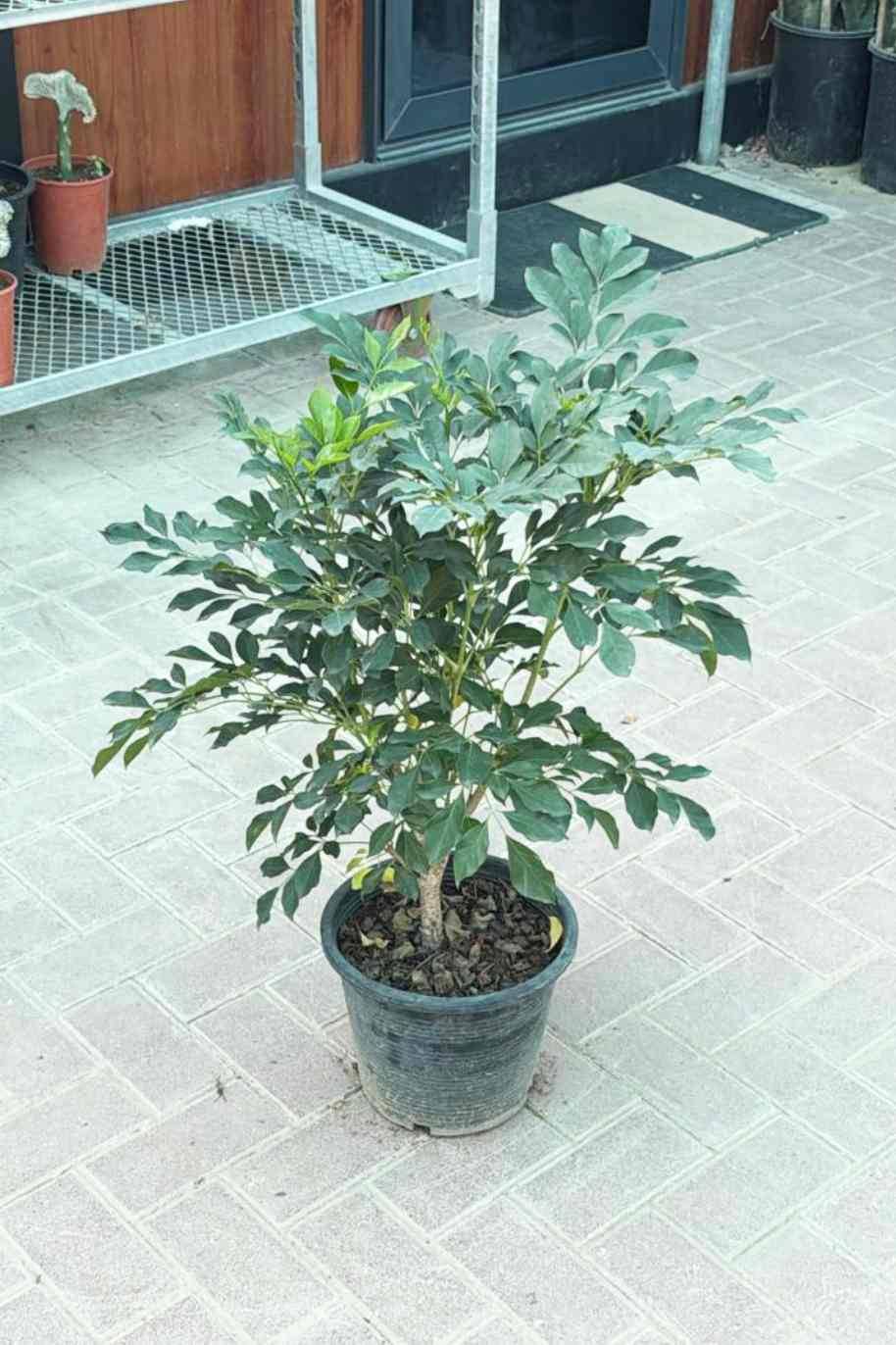 Himalayan Ash