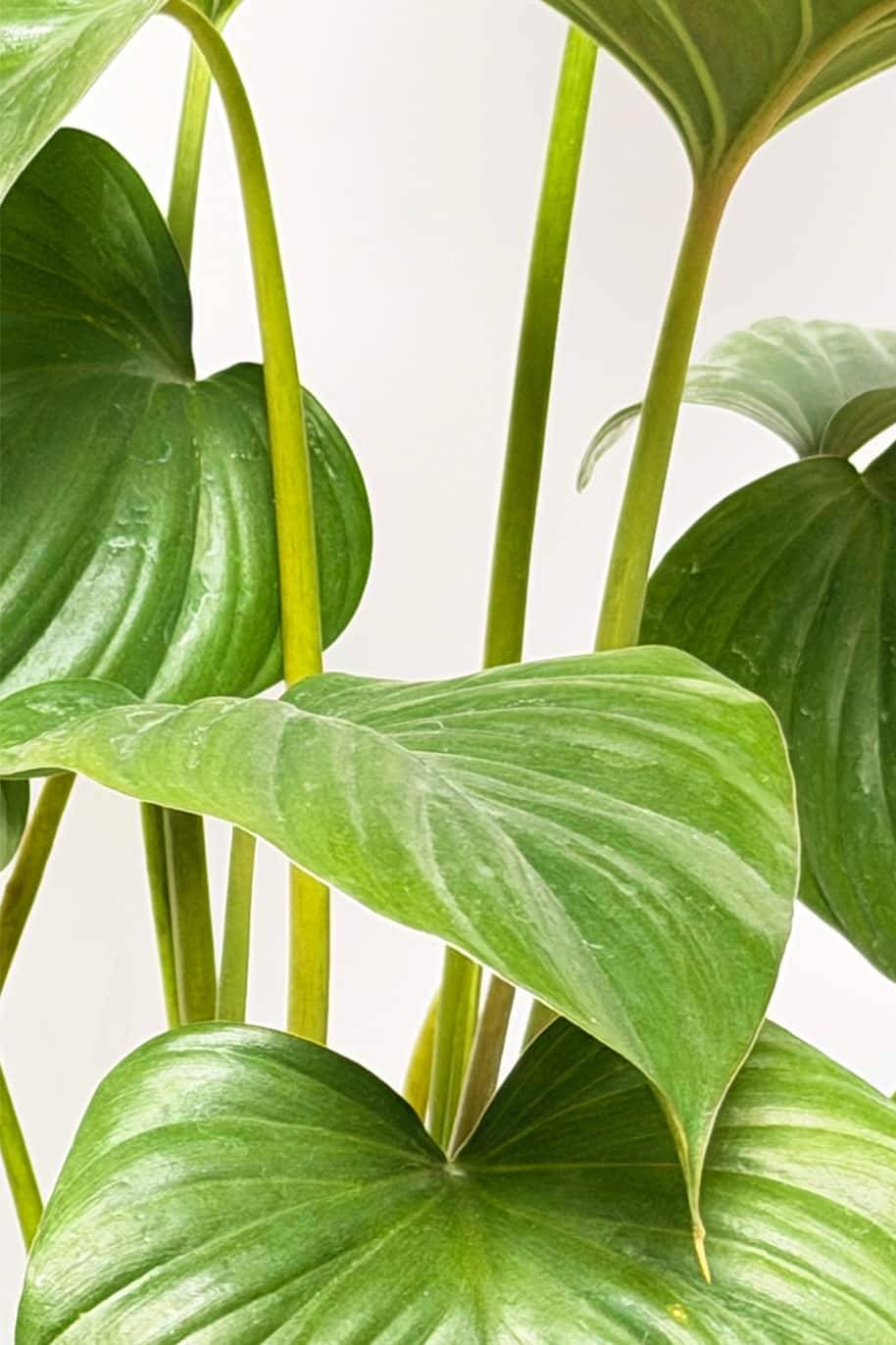 Homalomena