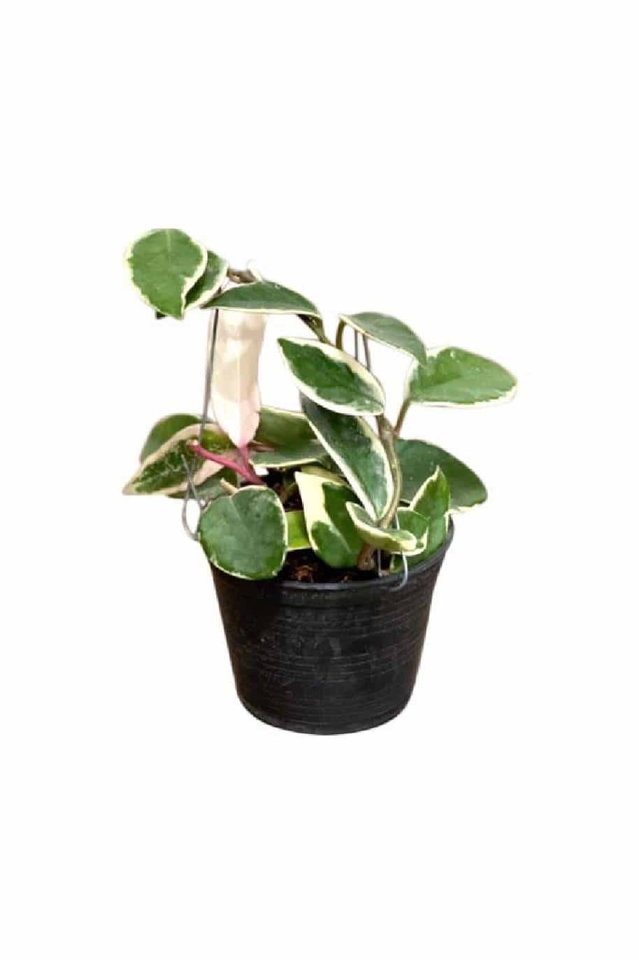 Hoya Carnosa Albomarginata - Hoya Carnosa Albomarginata