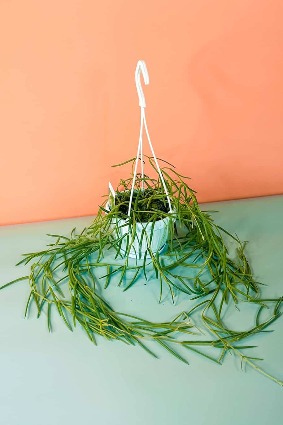 Hoya Linearis