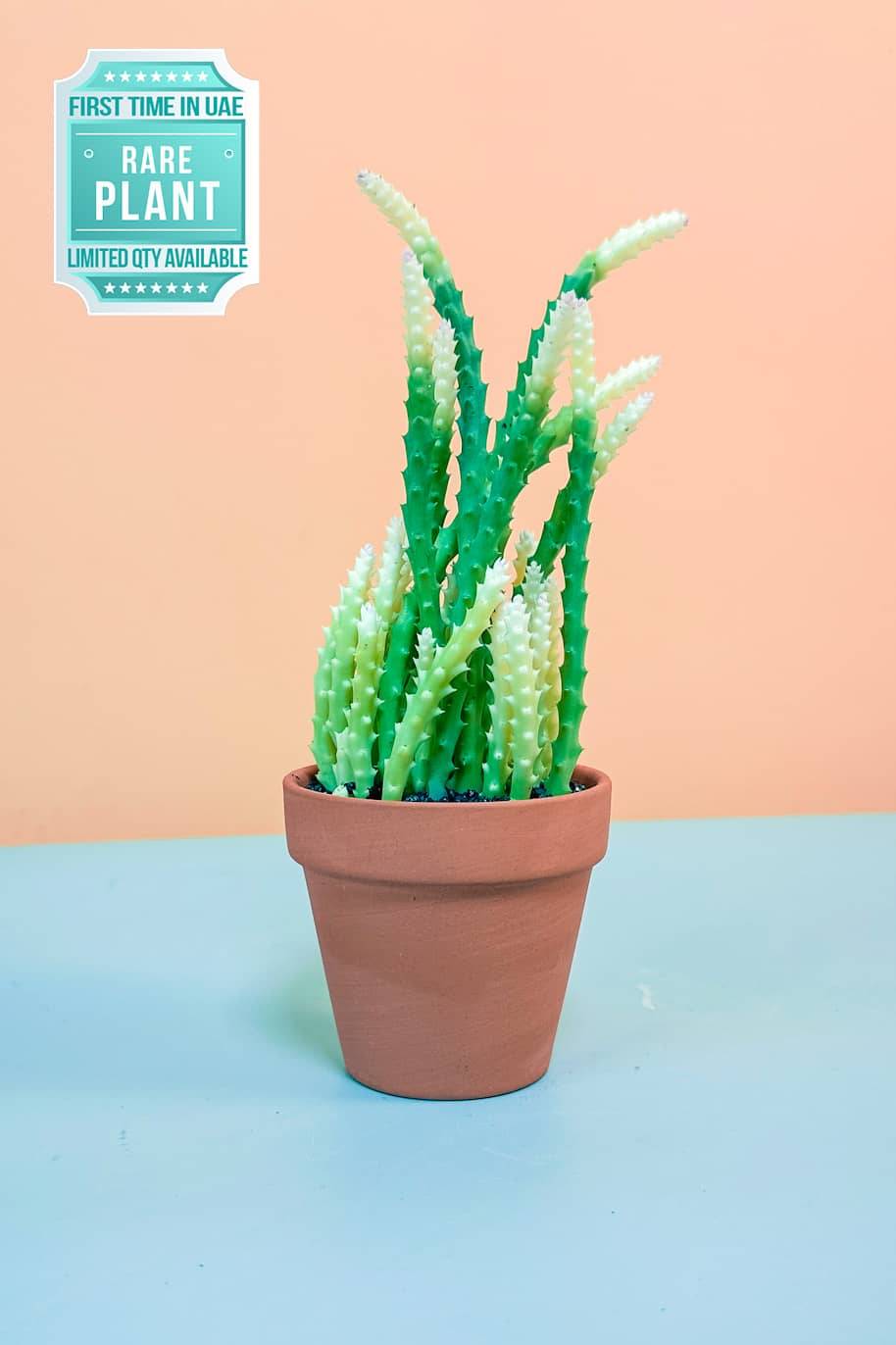 Huernia Variegated Cactus Mini