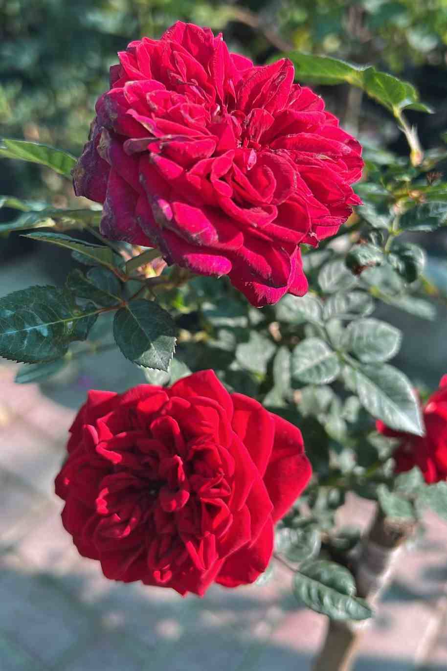 Hybrid Rose China