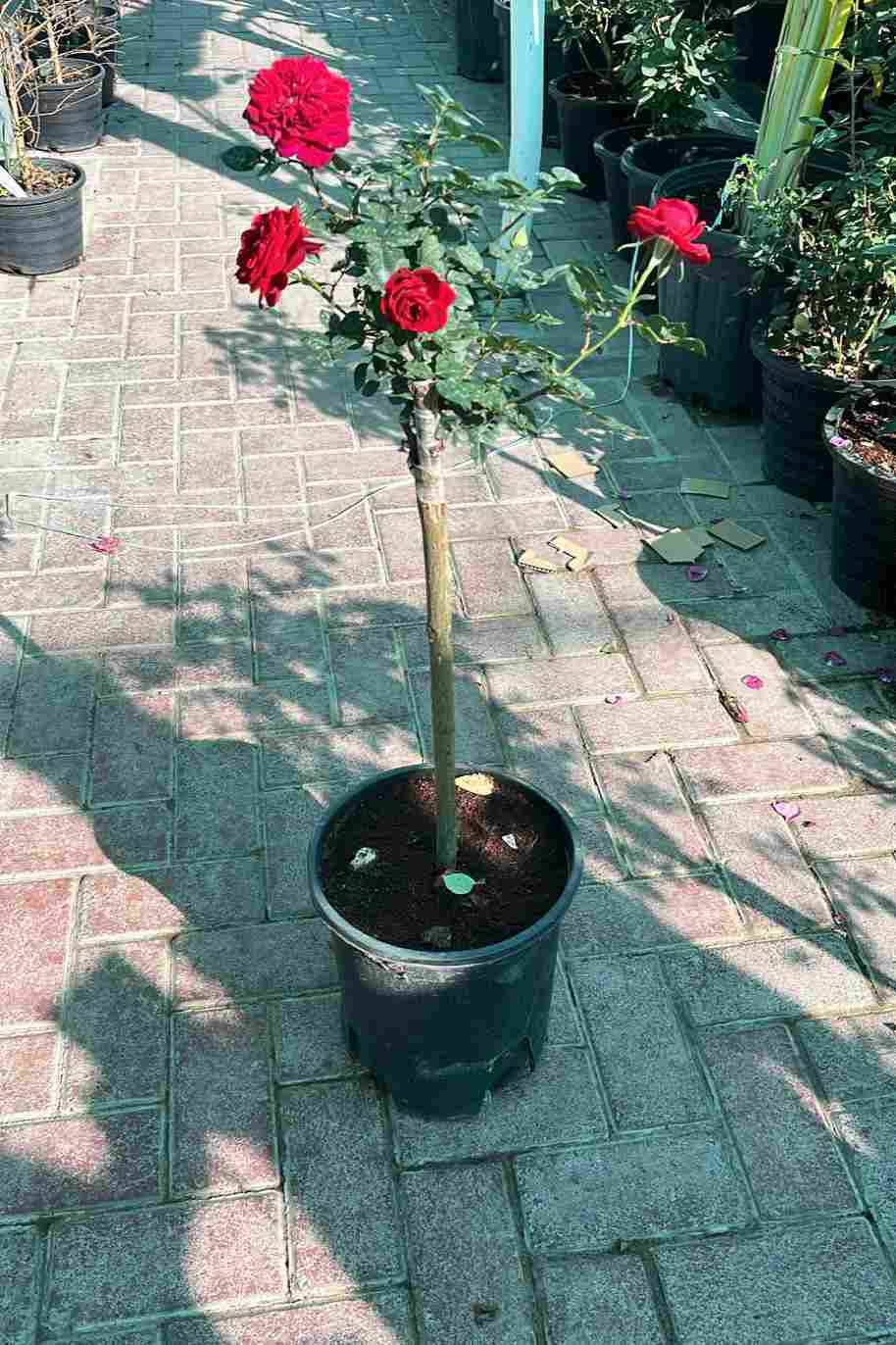 Hybrid Rose China
