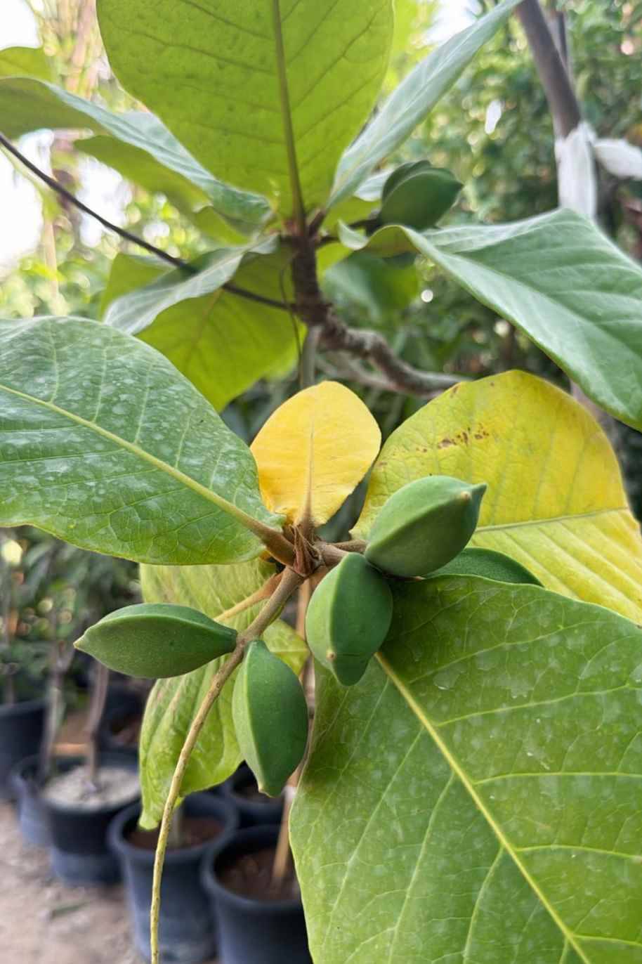 Indian Almond